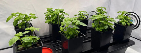 8 healthy hydroponically grown basil plants in the Origin Mini hydroponic system.