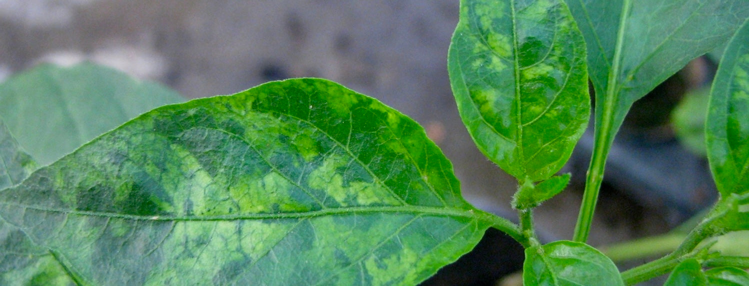 Tobacco Mosaic Virus - A-Grade Hydroponics