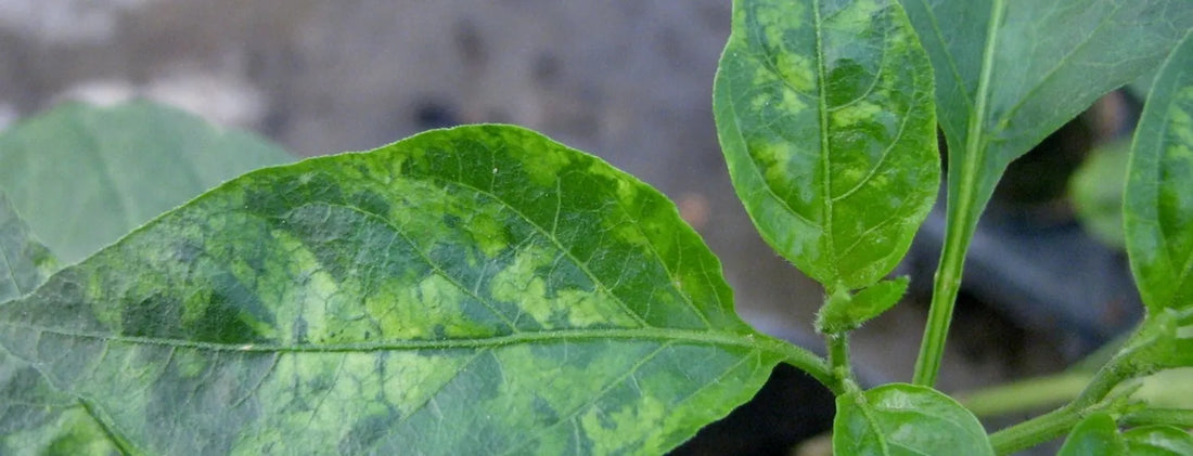 Close-up of hydroponic plant leaves showing mottled yellowing from tobacco mosaic virus (TMV), highlighting plant disease symptoms in soilless systems.