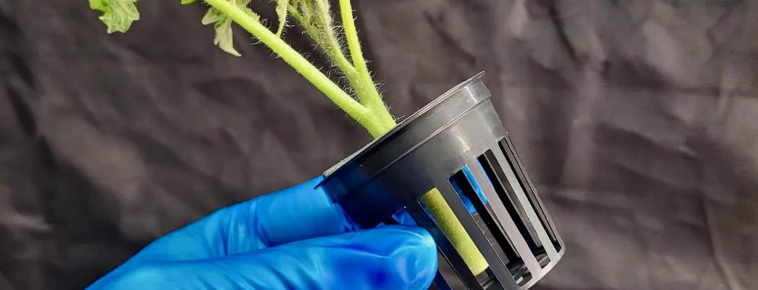Close-up of tomato plant cutting in net pot held with gloves, demonstrating hydroponic cloning technique, propagation setup and root development for indoor growing.