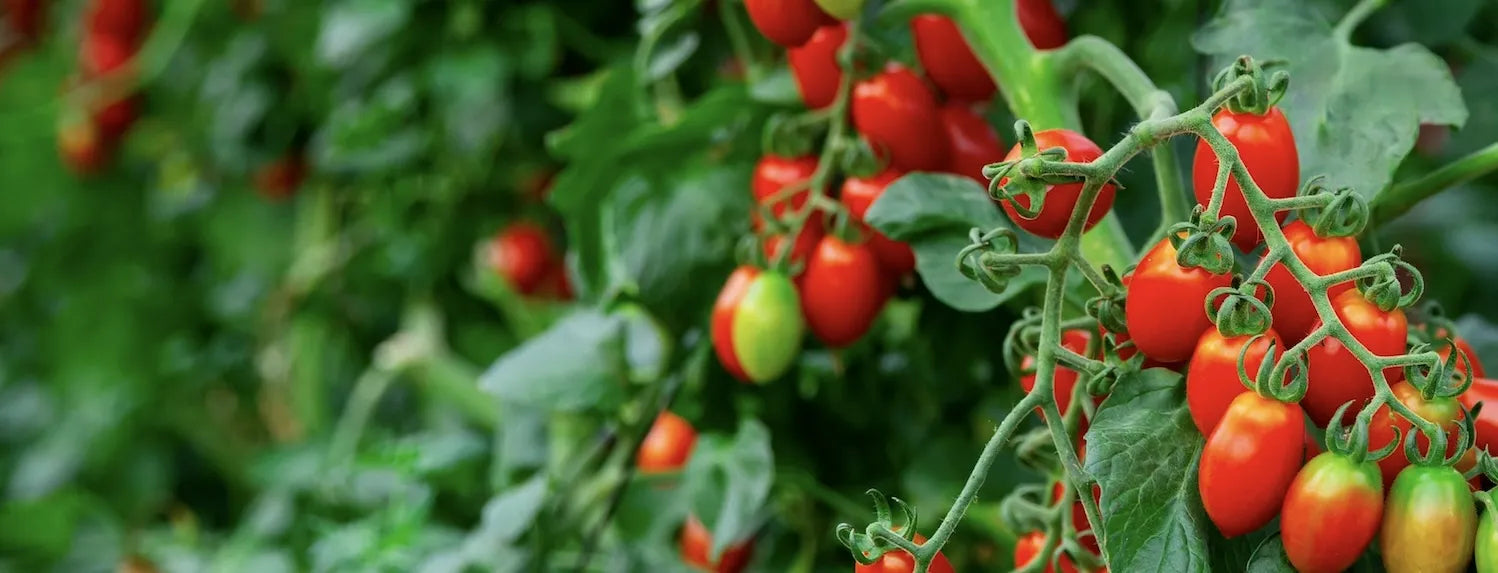 Hydroponic cherry tomato plants ripening on vine in greenhouse system, showcasing nutrient-rich feeding, healthy growth and controlled dosing setup for indoor hydroponics Australia