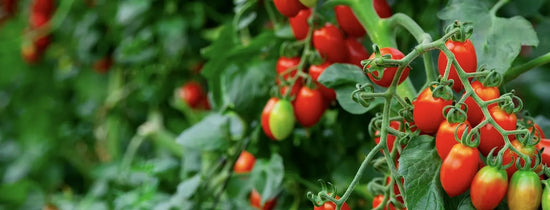 Hydroponic cherry tomato plants ripening on vine in greenhouse system, showcasing nutrient-rich feeding, healthy growth and controlled dosing setup for indoor hydroponics Australia