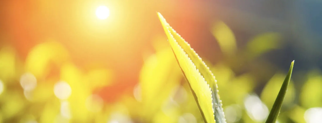 Sunlit leaf close-up illustrating natural light and photoperiod for plant growth