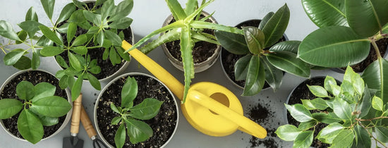 Top view of potted indoor plants with watering can and tools, representing home gardening care alongside hydroponic growing and plant maintenance setup.