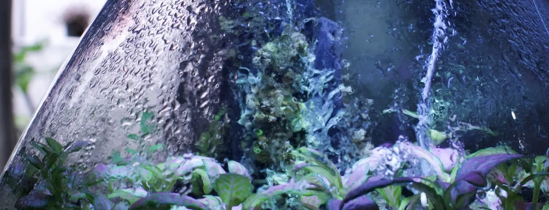 Terrarium with controlled humidity and condensation, demonstrating vapour pressure deficit (VPD) management for healthy indoor plant growth.