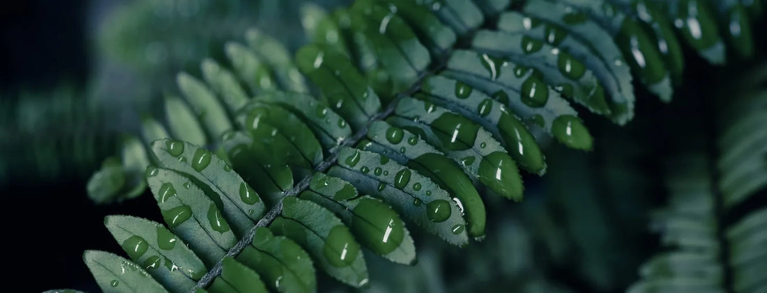 Water droplets on fern fronds showing high humidity effects on plant leaves