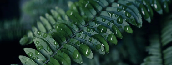 Water droplets on fern fronds showing high humidity effects on plant leaves