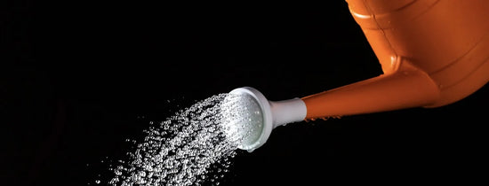 Close-up of an orange watering can rose dispersing a fine spray of water, demonstrating gentle hydroponic nutrient solution delivery to a grow medium