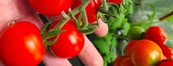 Hydroponic cherry tomatoes ripening on the vine, hand harvesting fresh red fruit in an indoor greenhouse grow system.