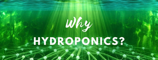 Why Hydroponics?