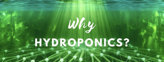 Green hydroponic plant roots in nutrient solution with light rays, illustrating benefits of hydroponics and root system growth in soilless gardening.