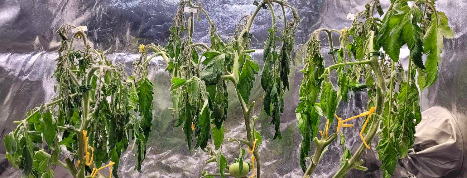 How to Revive Wilting Plants in NFT Hydroponic Systems AGrade