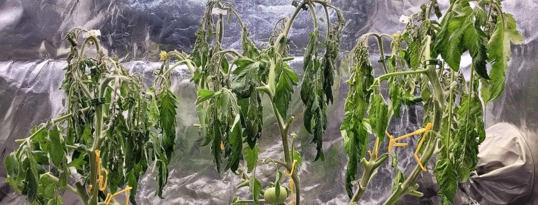 Wilting tomato plants in a hydroponic system, leaves drooping and stems collapsed