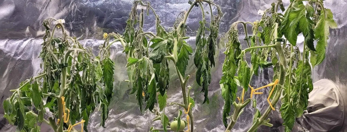 Wilting tomato plants in a hydroponic system, leaves drooping and stems collapsed