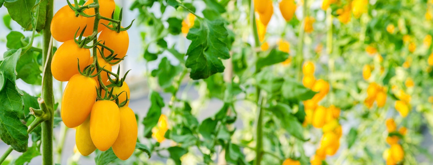 Tomato growing: Don't grow blind
