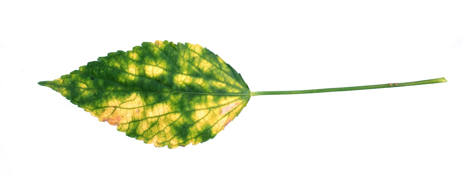 Zinc Deficiencies in Hydroponically-grown plants