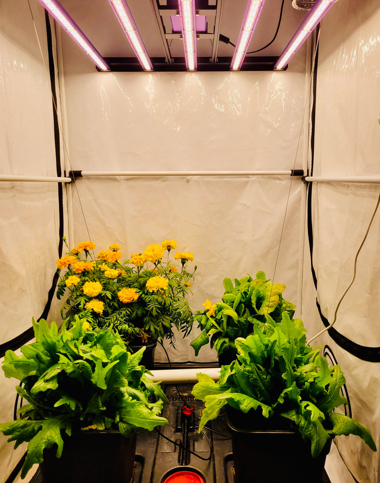 Grow Room Packages