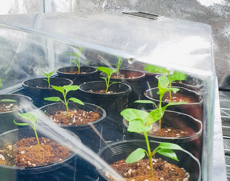 Propagators & Humidity Domes