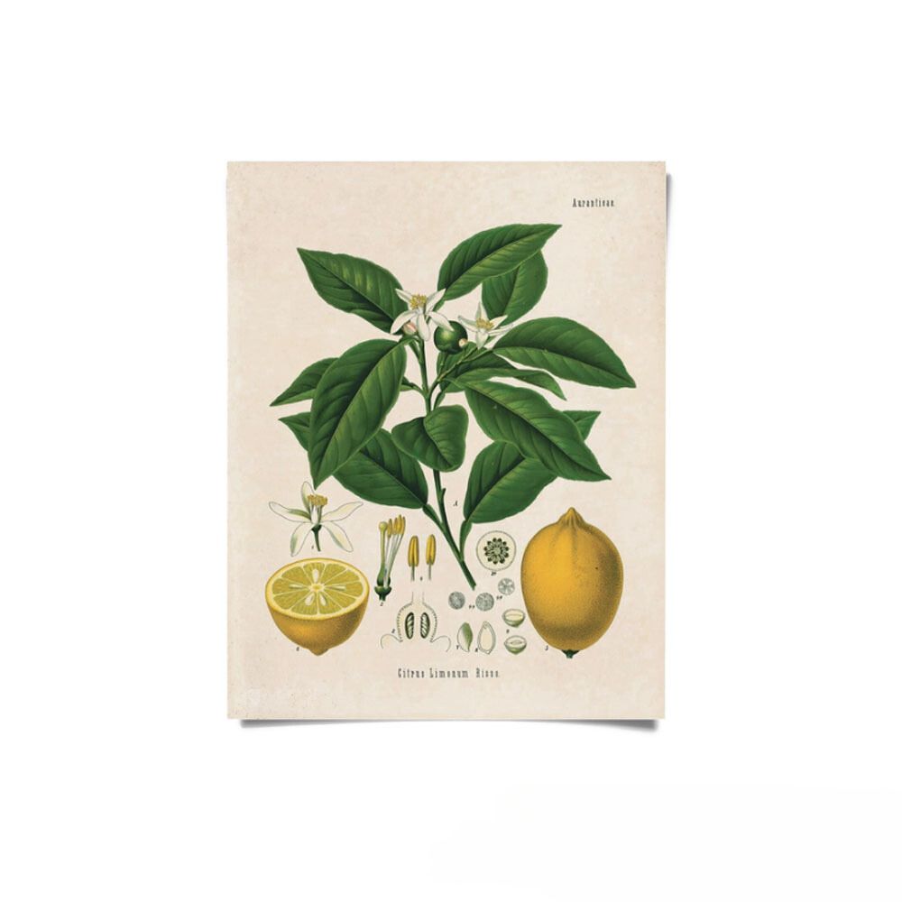 Vintage Botanical Citrus Lemon Print - A-Grade Hydroponics