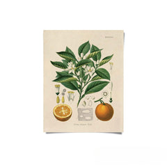Vintage Botanical Citrus Orange Print - A-Grade Hydroponics