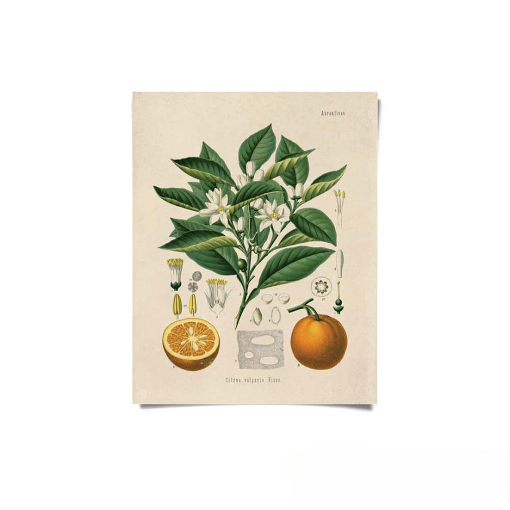 Vintage Botanical Citrus Orange Print - A-Grade Hydroponics