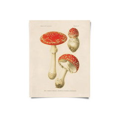 Vintage Botanical Aminata muscaria Print - A-Grade Hydroponics