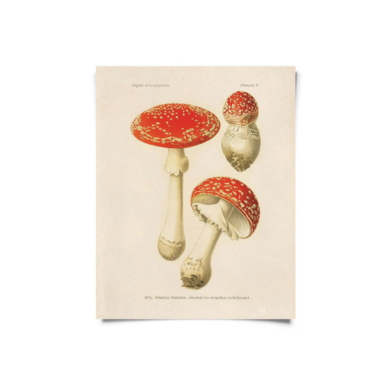 Vintage Botanical Aminata muscaria Print