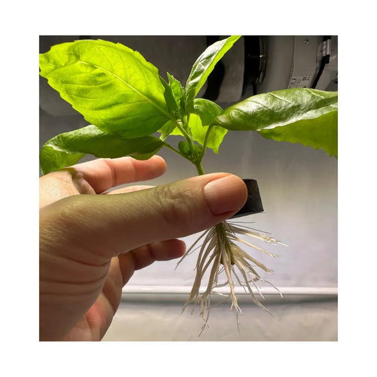 Healthy plant cutting with strong white roots in neoprene collar, aeroponic cloning system propagation close-up