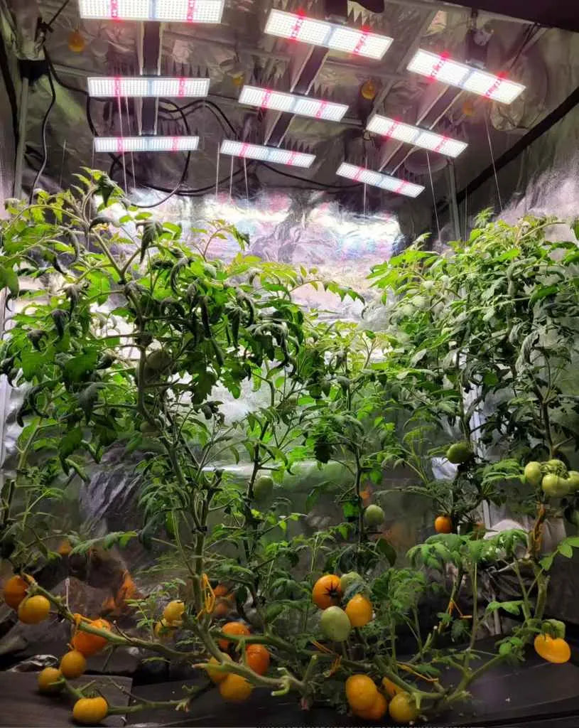 Heirloom beefsteak tomatoes thriving indoors under full-spectrum LED grow lights in a hydroponic grow tent setup.