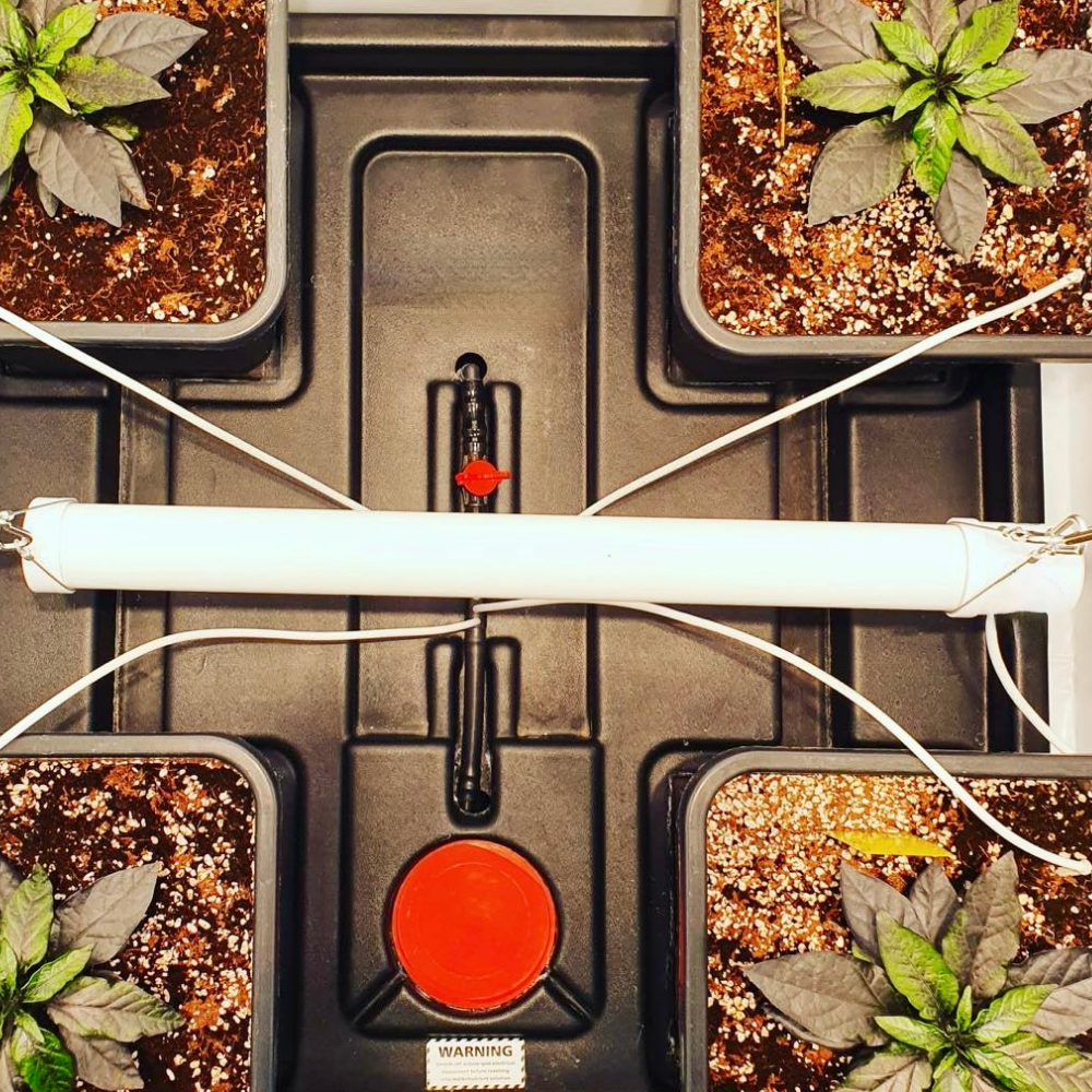 60cm Breezin Heat Bar in grow room with Origin XL Hydro System