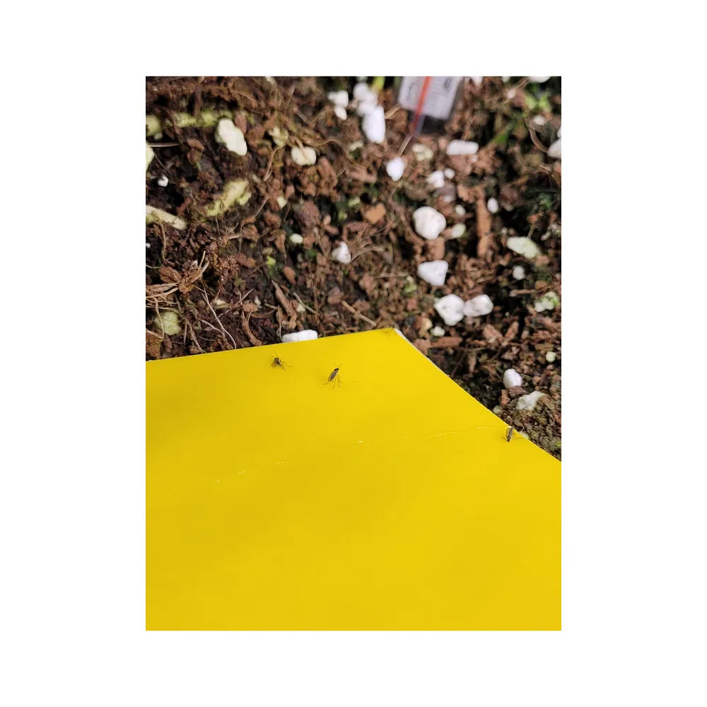 Close-up of yellow sticky trap catching fungus gnats on surface, ideal for monitoring fungus gnats and plant pests in pots