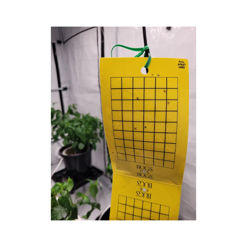 Yellow sticky insect trap hanging in grow tent catching flying pests, grid-marked card for monitoring aphids, whitefly and fungus gnats in indoor plants
