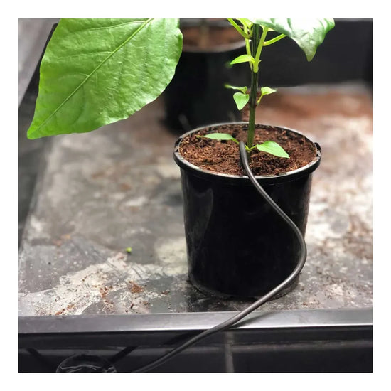 CULTIV8 thermostat controller probe monitoring root zone temperature in a potted hydroponic plant