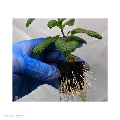 Seedling in moss peat sponge plug with visible root growth, hydroponic propagation using biodegradable growing media