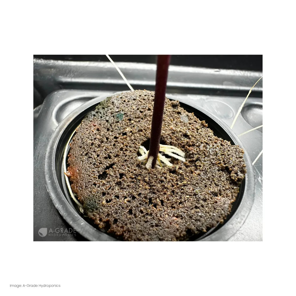 Close-up of moss peat sponge plug in net pot with plant roots, hydroponic seed starter 