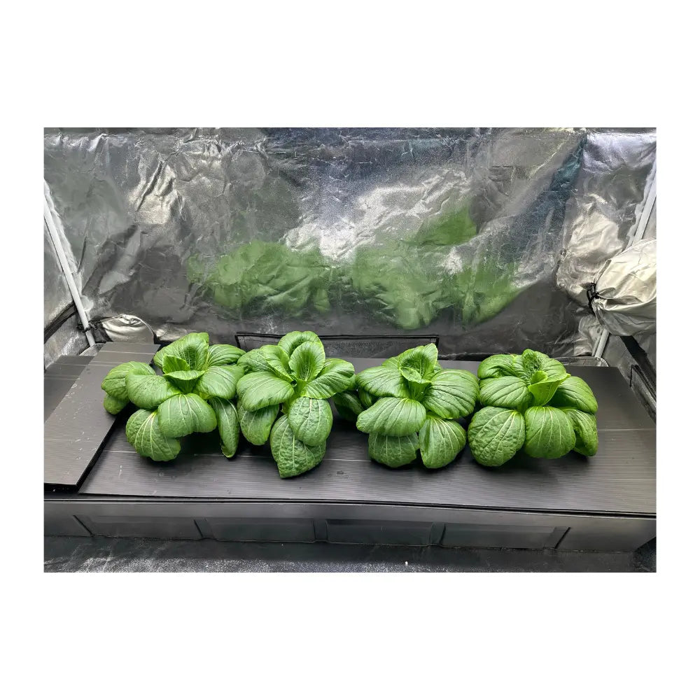 Nutriculture Gro-Tank NFT hydroponic system growing bok choy under light-proof corflute lid