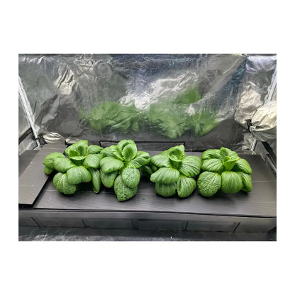 Nutriculture Gro-Tank NFT hydroponic system growing bok choy under light-proof corflute lid