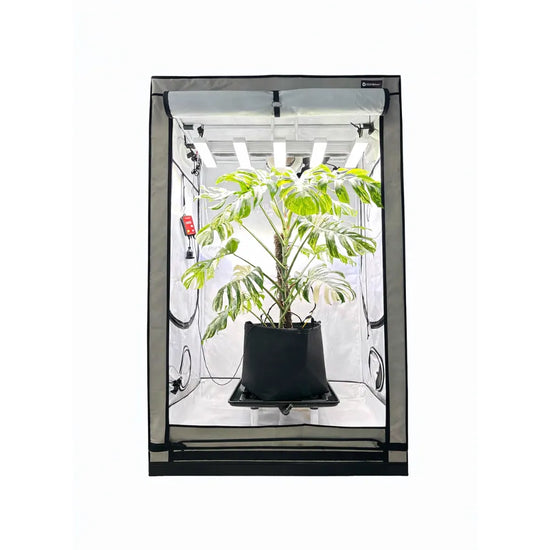 Indoor plant growing setup inside HOMEbox Ambient R120 grow tent with SANlight LED grow lights and variegated monstera
