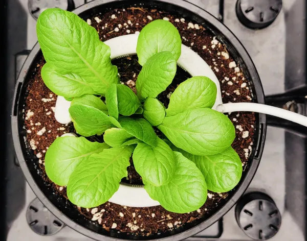 Hydroponic Irrigation