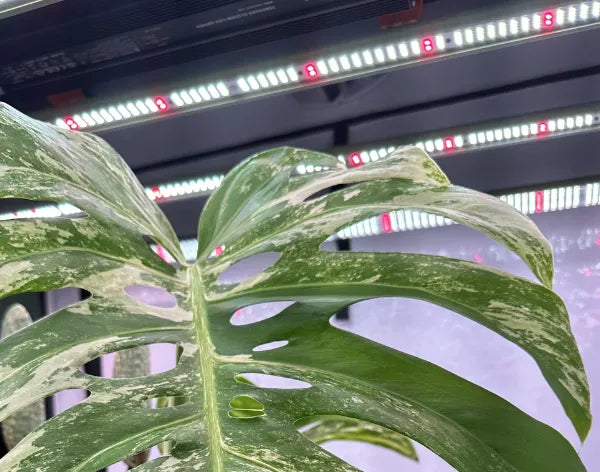 Hydroponic Grow Lights