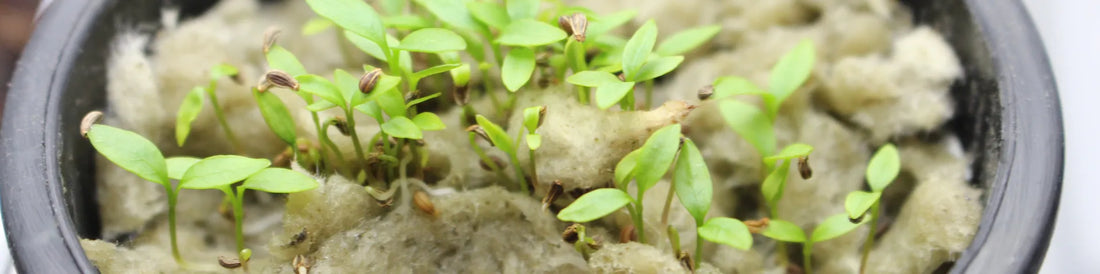 Hydroponic Propagation