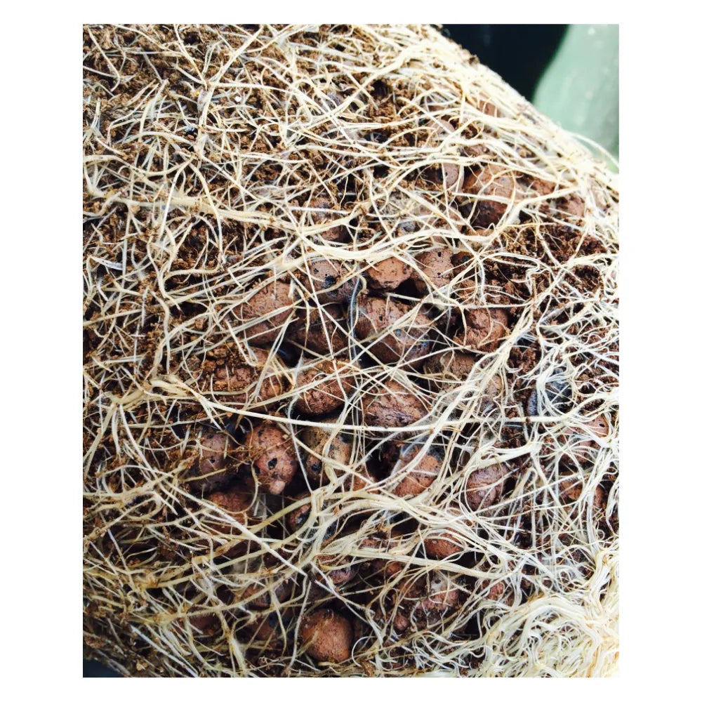 Healthy plant roots growing through COLOSSAL CLAY Hydroton LECA clay balls, hydroponic grow media designed for superior aeration, drainage and root development.