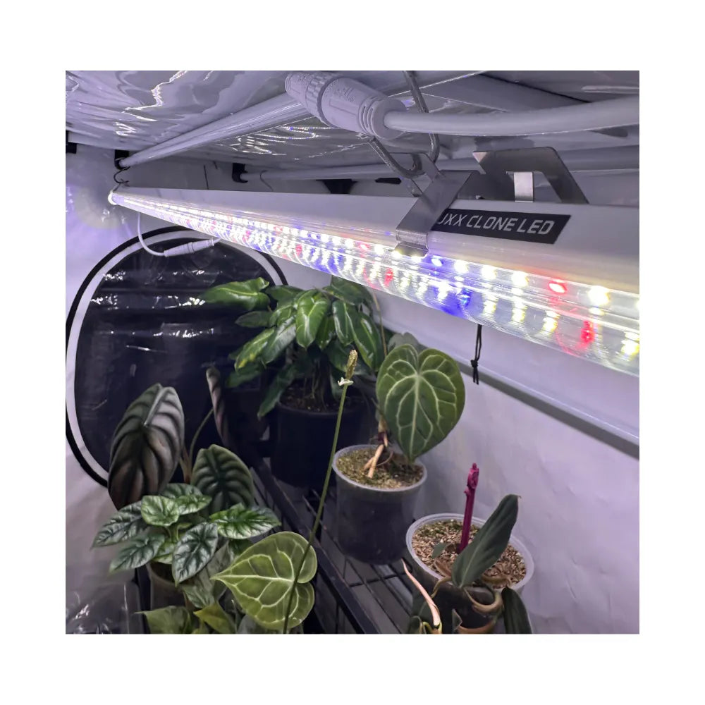 Luxx LED Clone Bars mounted in HOMEbox Ambient Vista grow room, illuminating indoor tropical plants and cuttings with full-spectrum LED grow lights for propagation and healthy growth.