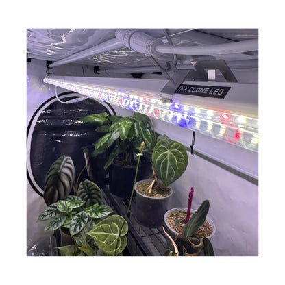 Luxx LED Clone Bars mounted in HOMEbox Ambient Vista grow room, illuminating indoor tropical plants and cuttings with full-spectrum LED grow lights for propagation and healthy growth.