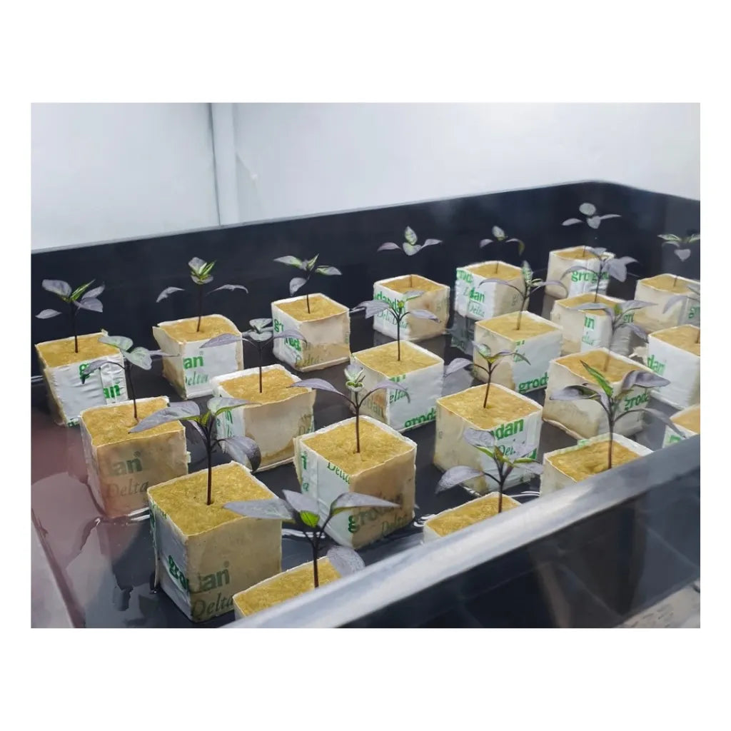 MASTER Propagation &amp; Cloning Pack with seedlings growing in rockwool cubes, complete plant propagation kit for seed starting and cloning plants indoors