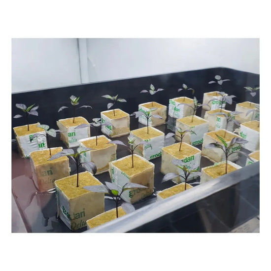 MASTER Propagation & Cloning Pack with seedlings growing in rockwool cubes, complete plant propagation kit for seed starting and cloning plants indoors
