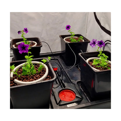 4 pot hydroponic drip system with flowering plants, recirculating dripper setup for indoor grow tent