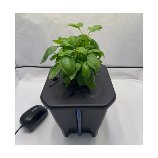 Single bucket DWC hydroponic system with basil plant, Oxypot deep water culture kit with air pump for indoor growing