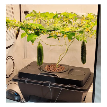 Hydroponic cucumber plant growing in Oxypot XL 6.5L system with clay pebbles, indoor grow setup producing fresh cucumbers
