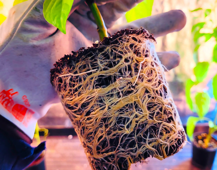 Plant Health